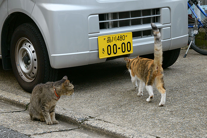 街のねこたち
