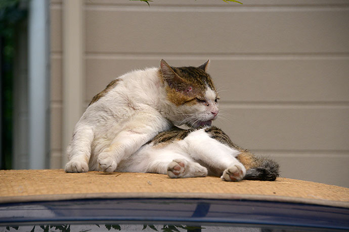 街のねこたち
