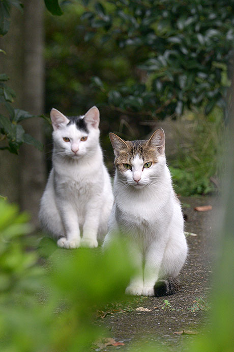 街のねこたち