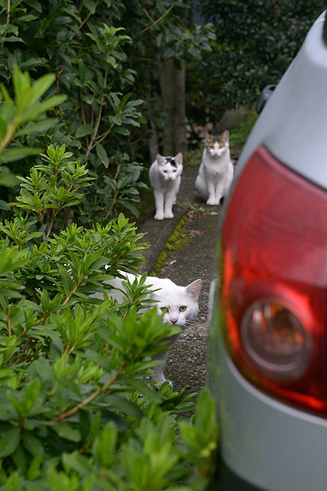 街のねこたち