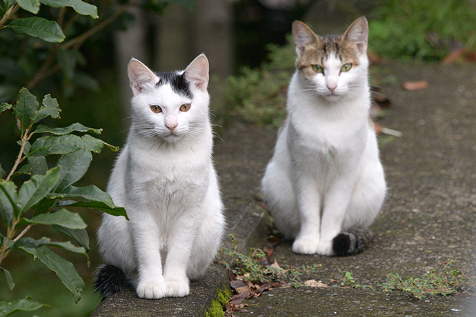 街のねこたち
