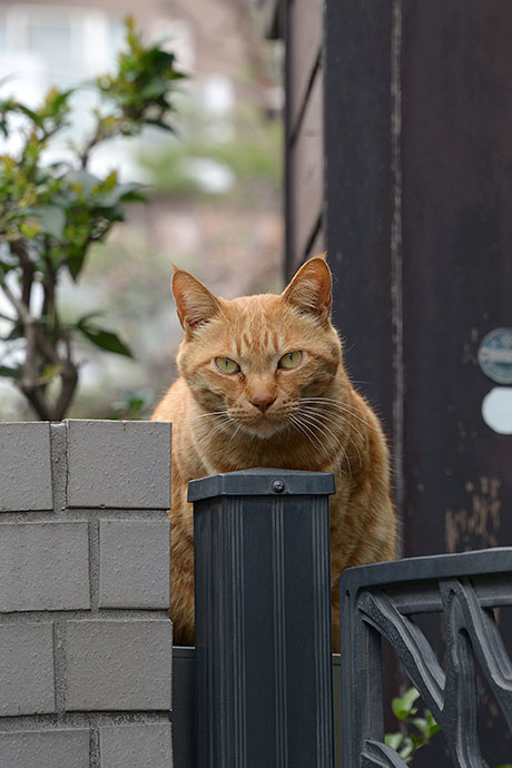 街のねこたち