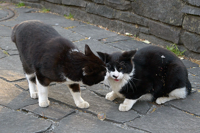 街のねこたち
