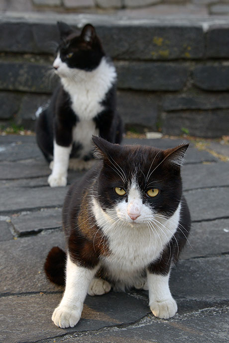 街のねこたち