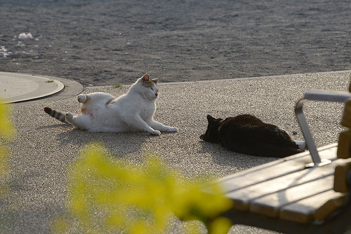 街のねこたち