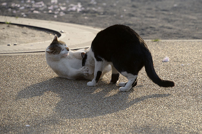 街のねこたち