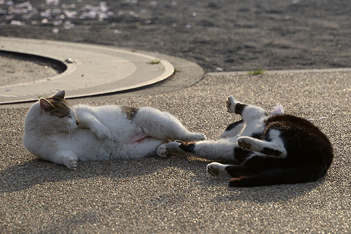 街のねこたち