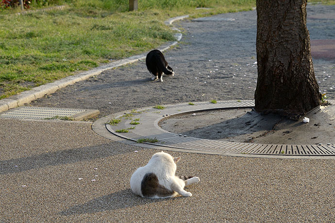 街のねこたち