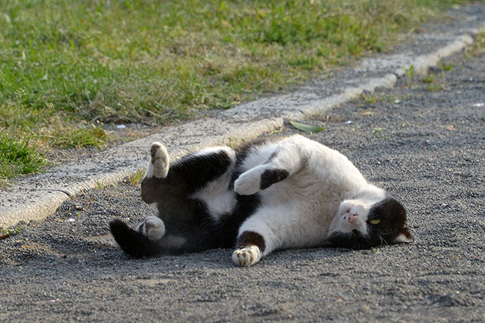 街のねこたち