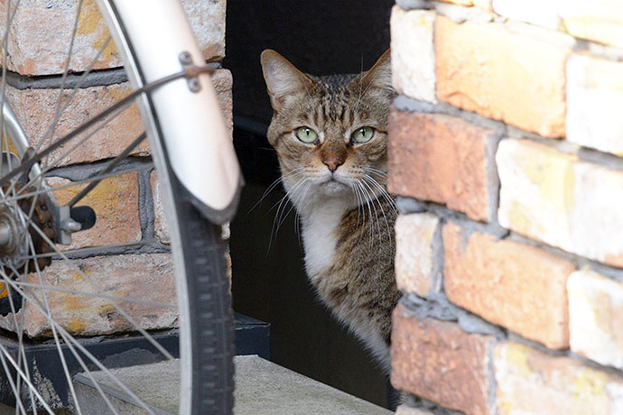 街のねこたち
