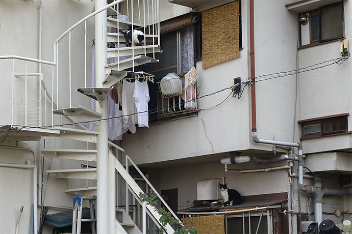 街のねこたち