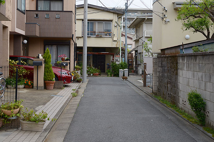 街のねこたち