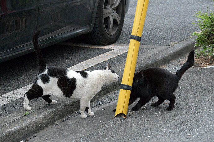 街のねこたち
