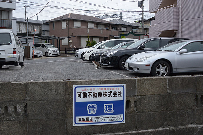 街のねこたち