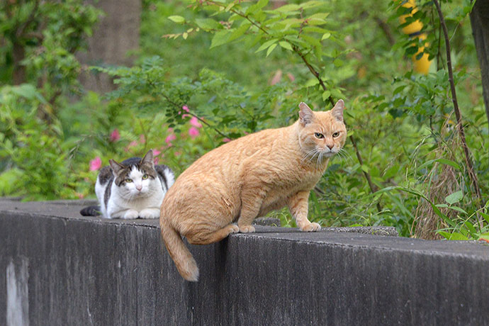 街のねこたち