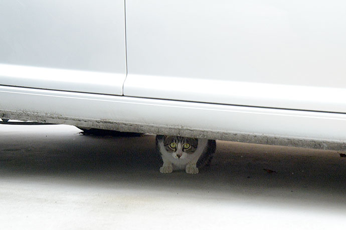 街のねこたち