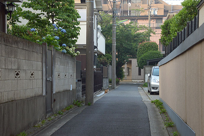街のねこたち