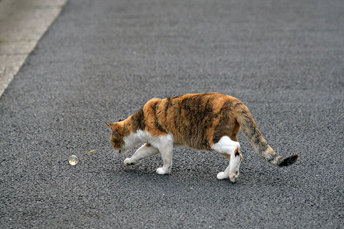 街のねこたち