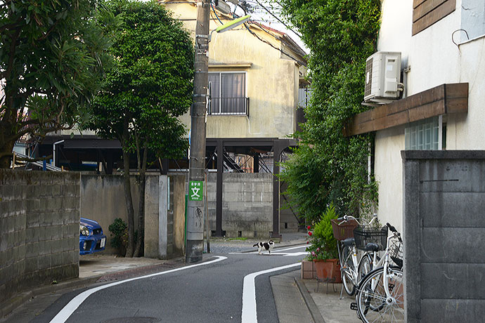 街のねこたち