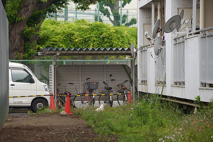 街のねこたち