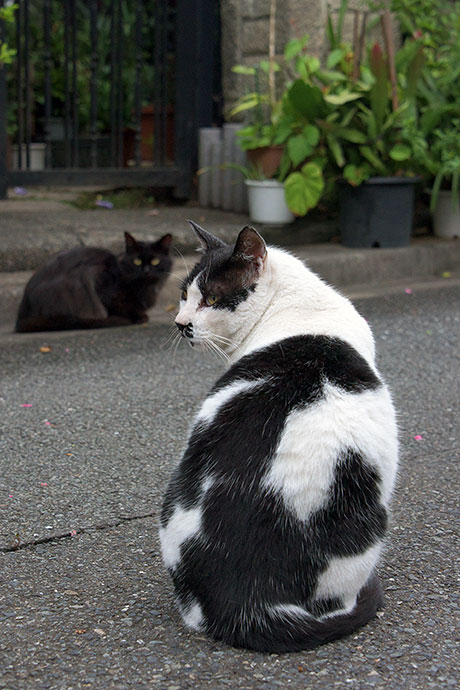 街のねこたち