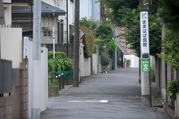 街のねこたち