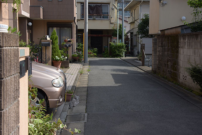 街のねこたち