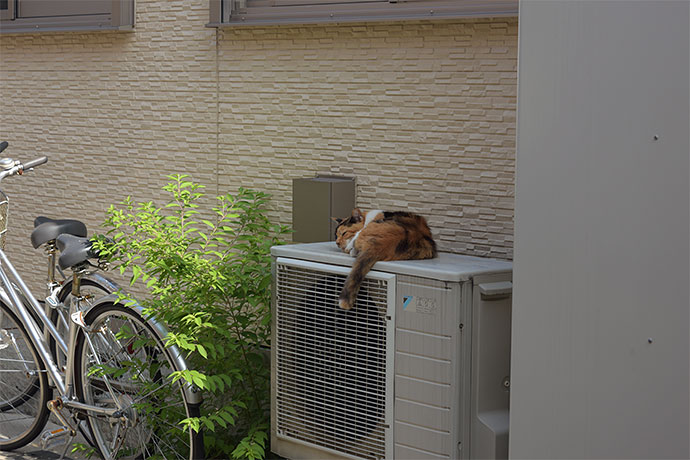 街のねこたち