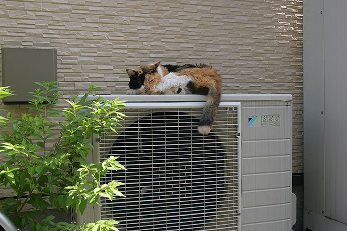 街のねこたち
