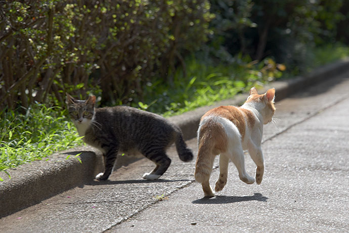 街のねこたち