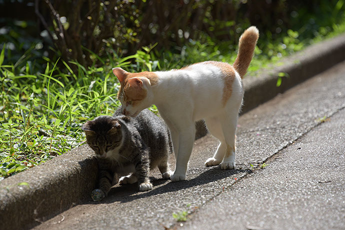街のねこたち