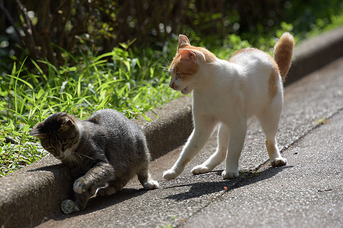 街のねこたち
