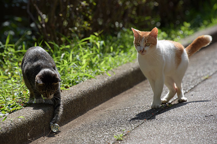 街のねこたち