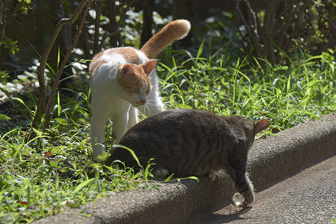 街のねこたち