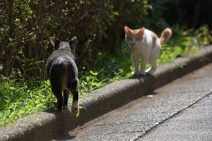 街のねこたち