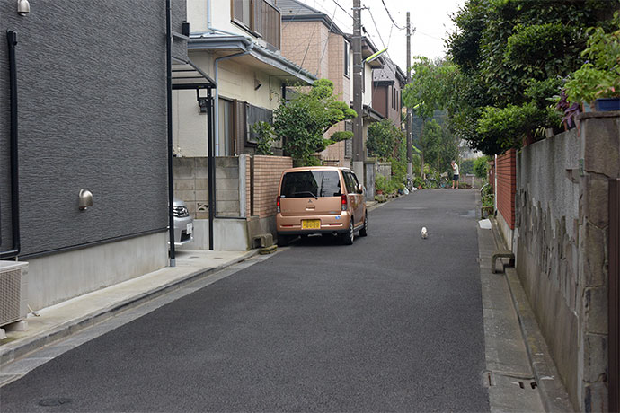 街のねこたち