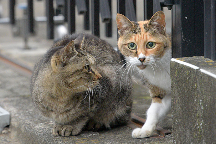 街のねこたち