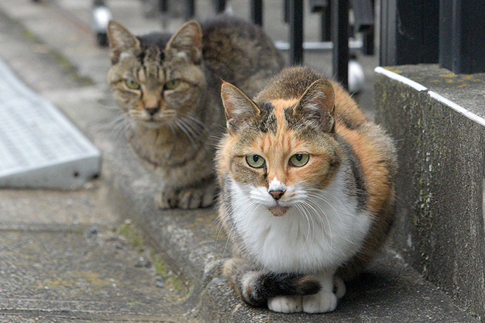 街のねこたち