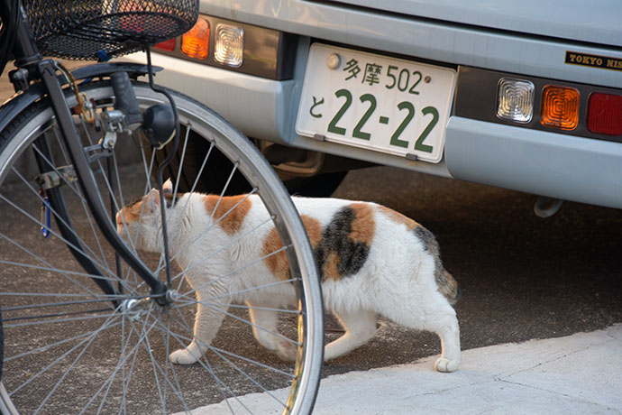 街のねこたち