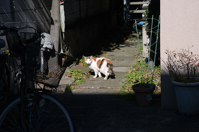 街のねこたち