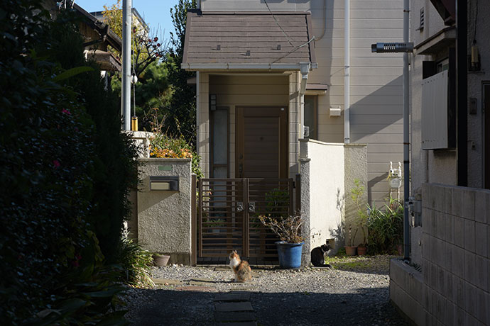 街のねこたち