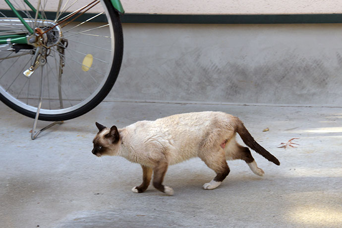 街のねこたち
