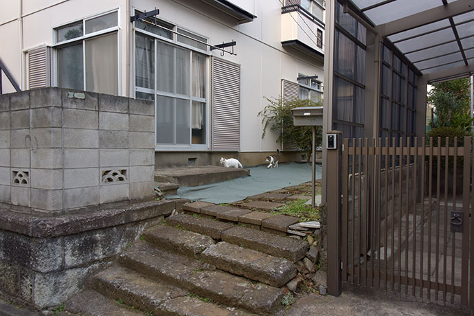 街のねこたち
