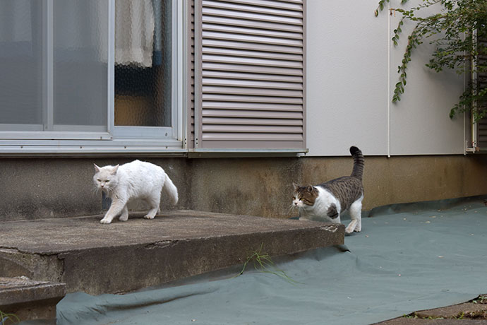 街のねこたち