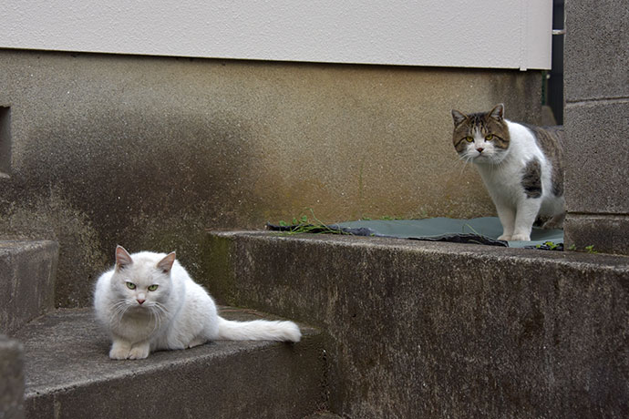 街のねこたち