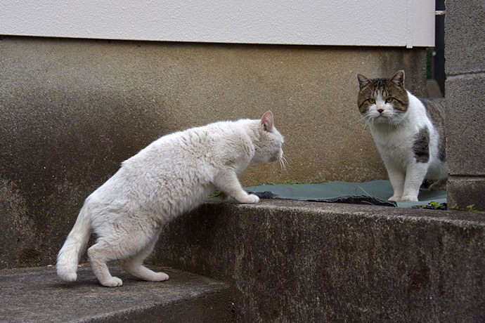 街のねこたち