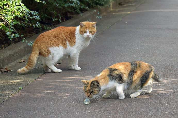 街のねこたち