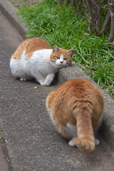 街のねこたち