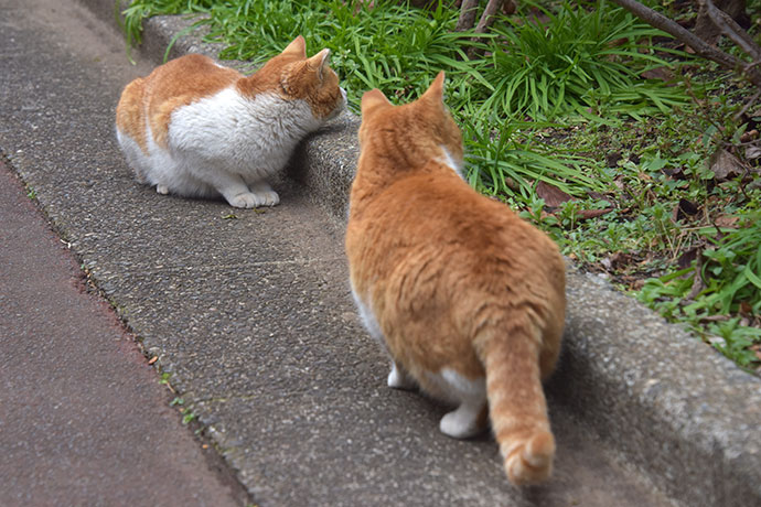 街のねこたち