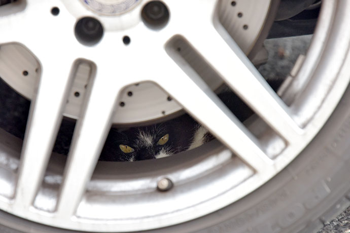 街のねこたち